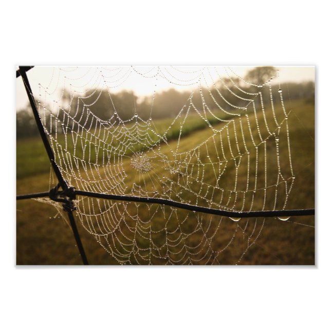 Water Drops on Spider web Photo Print (Front)