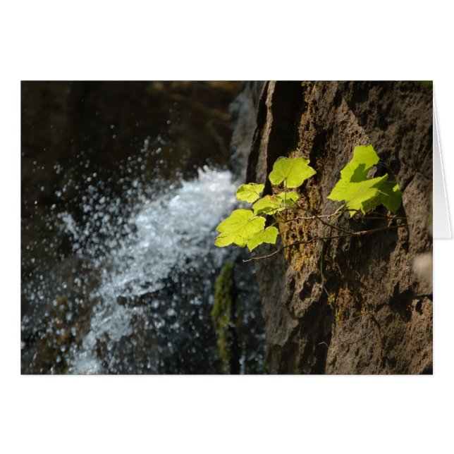Water Falls (Front Horizontal)