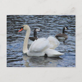 Water Fowl ~ postcard