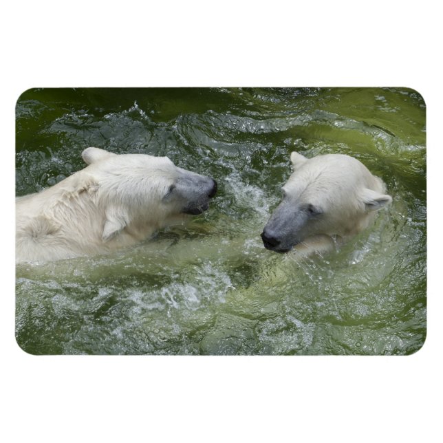 Water Fun Polar Bears Magnet (Horizontal)