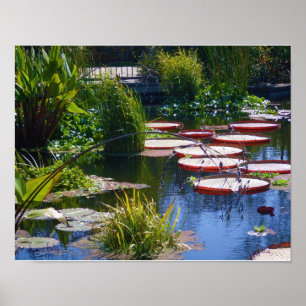 Water Garden Photo Poster Print