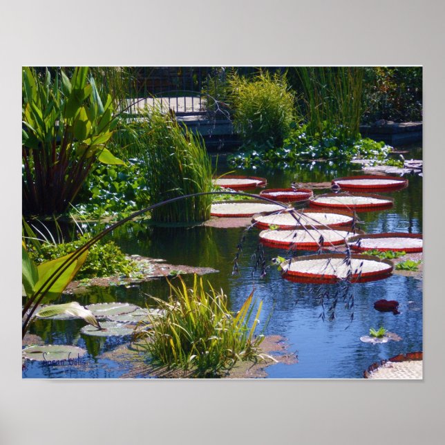 Water Garden Photo Poster Print (Front)