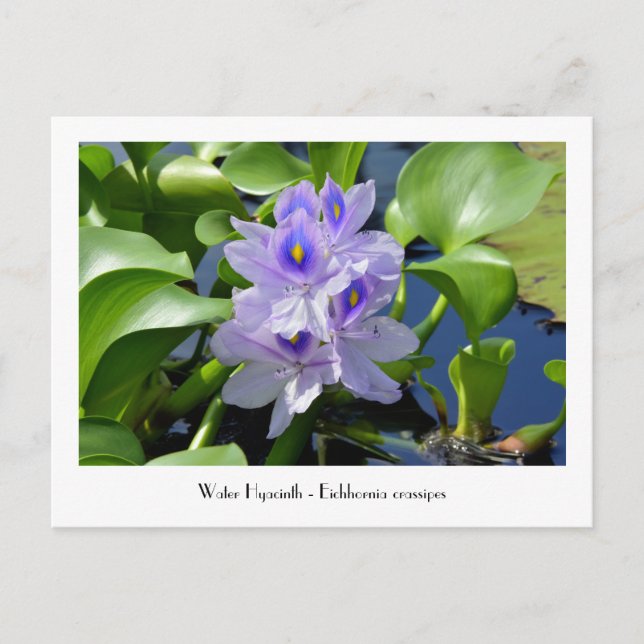 Water Hyacinth Collectable Flower Postcards (Front)