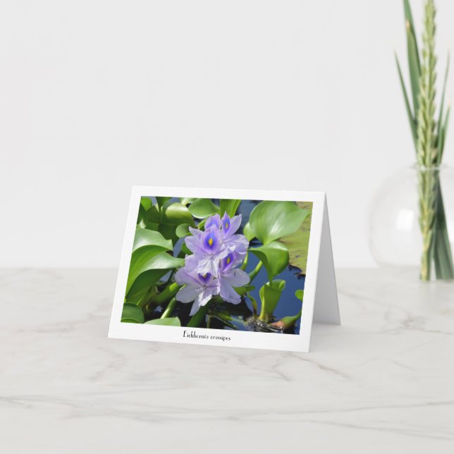 Water Hyacinth Collectable Greeting Cards (Front)