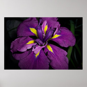 Water Iris 458 Poster