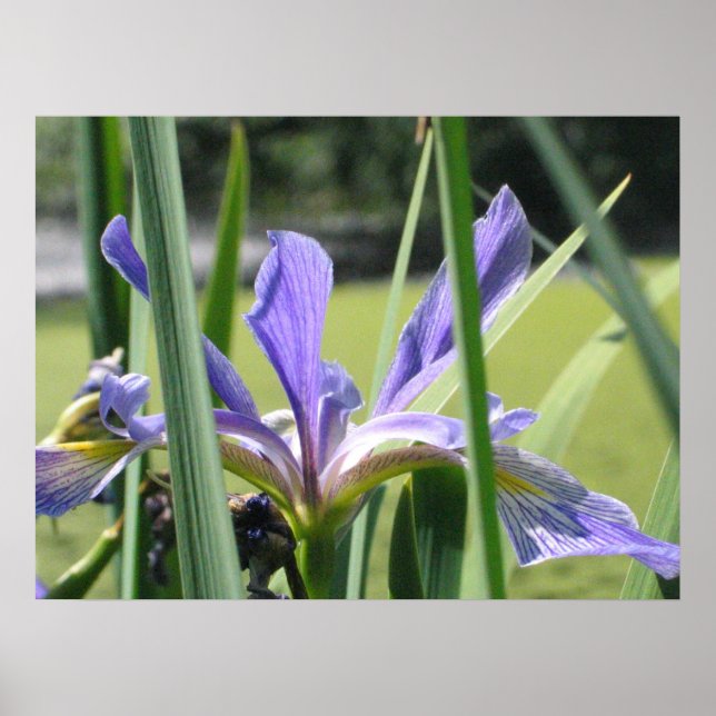 Water Iris on Pond Poster (Front)