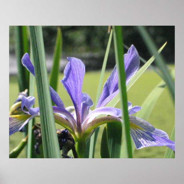 Water Iris on Pond Poster (Front)