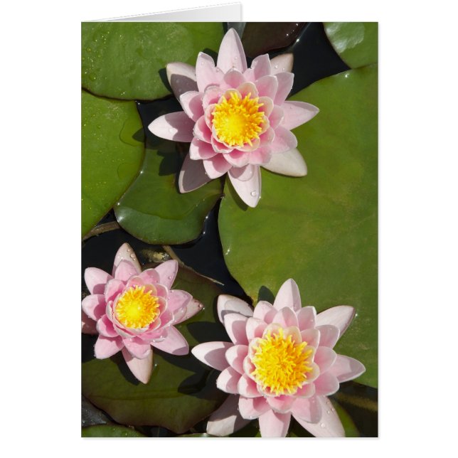 Water lilies (Front)