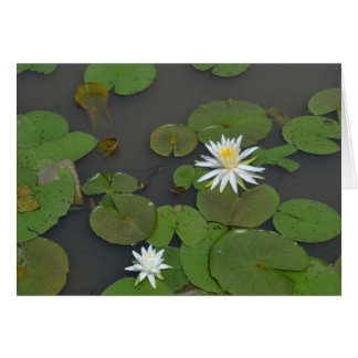Water Lilies