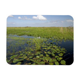 Water lilies and sawgrass in Florida everglades 2 Magnet