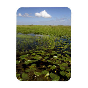 Water lilies and sawgrass in Florida everglades Magnet