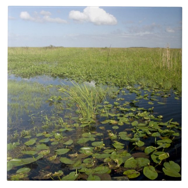 Water lilies and sawgrass in Florida everglades Tile (Front)