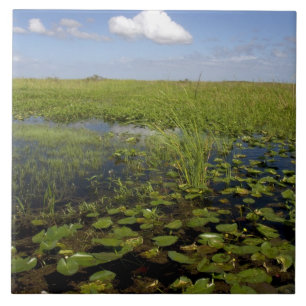 Water lilies and sawgrass in Florida everglades Tile