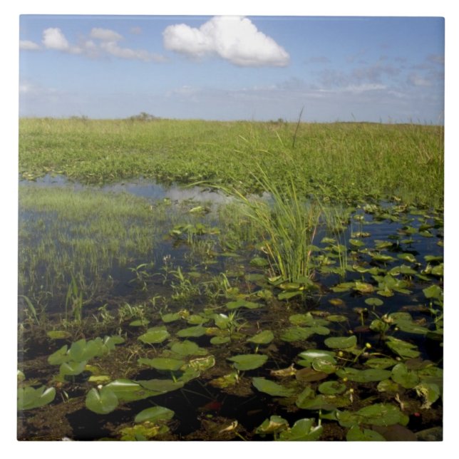 Water lilies and sawgrass in Florida everglades Tile (Front)