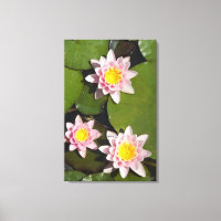 Water lilies