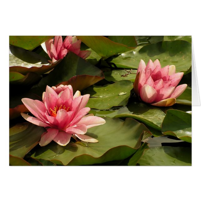 Water lilies Card (Front Horizontal)