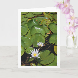 Water Lilies Card