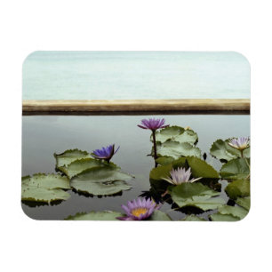 Water lilies in pond by ocean magnet
