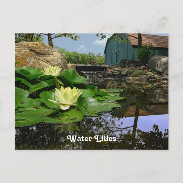 Water Lilies In Pond Postcard (Front)