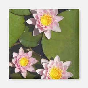 Water lilies magnet