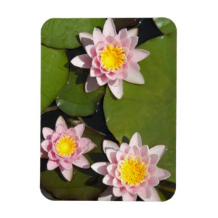 Water lilies magnet