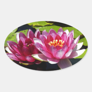Water Lilies Oval Sticker