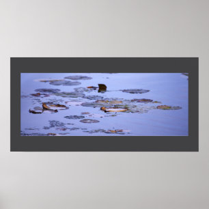 Water Lilies Photo Poster
