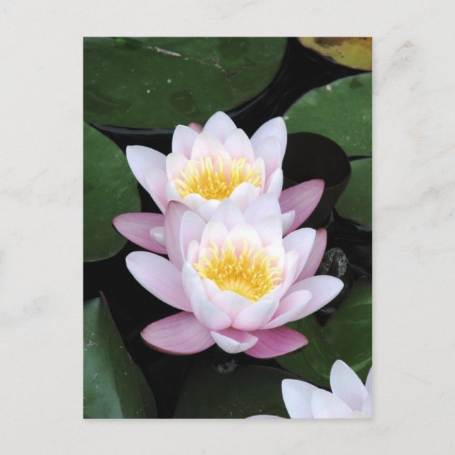 Water Lilies Postcard (Front)