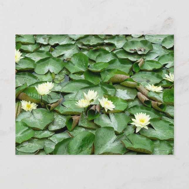 Water Lilies Postcard (Front)