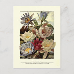 Water Lilies Postcard