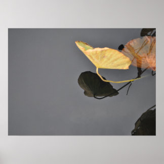 Water Lilies Poster
