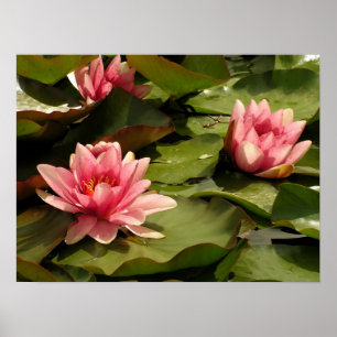 Water lilies Poster