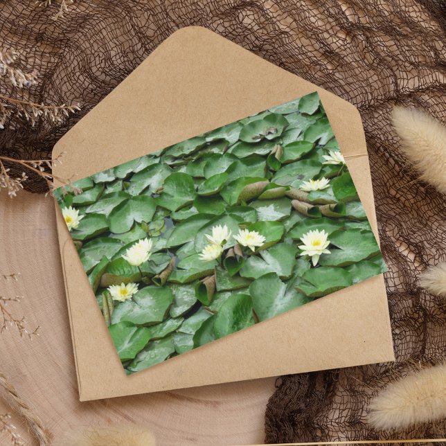 Water Lillies Postcard (Creator Uploaded)