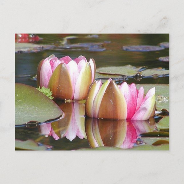 Water Lillies Postcard (Front)