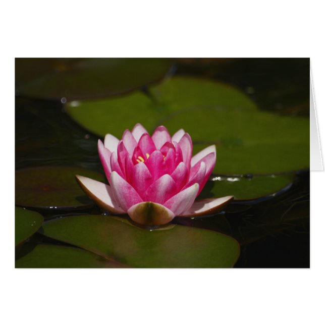 Water lilly and pads (Front Horizontal)