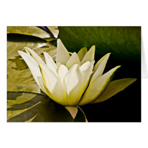 Water lilly Card