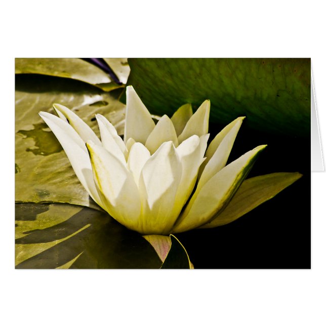 Water lilly Card (Front Horizontal)