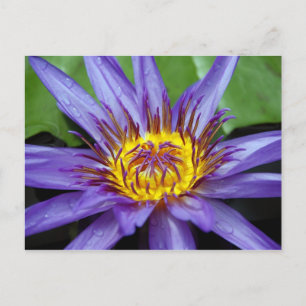 Water lilly card