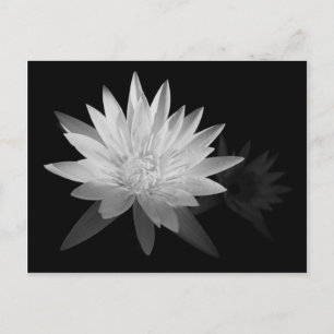 Water Lilly Postcard