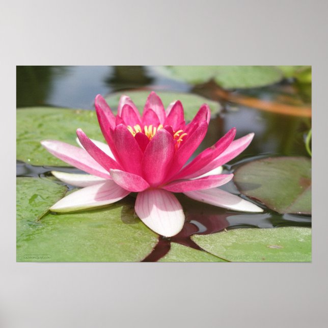 Water Lilly Poster (Front)