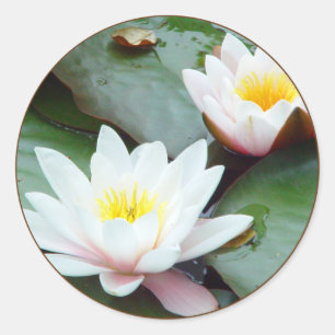 Water Lilly sticker