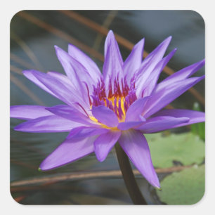 Water lilly Sticker
