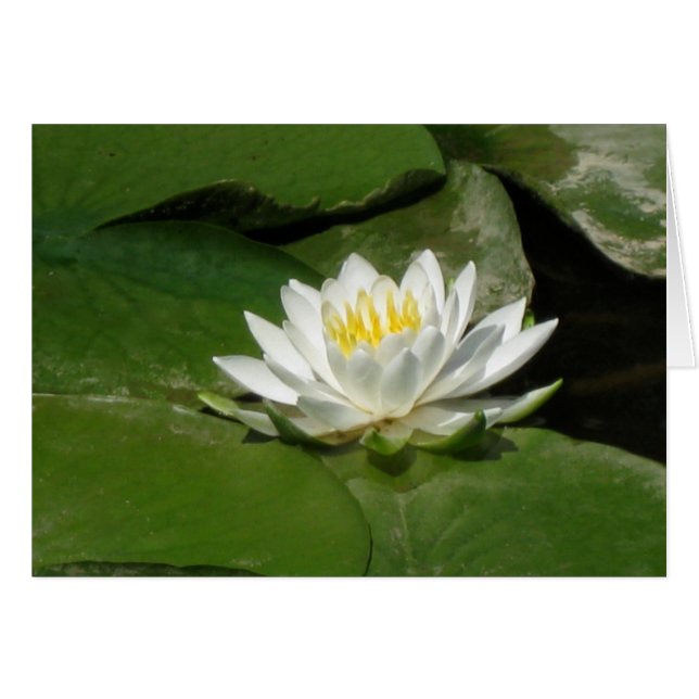 Water Lily (Front Horizontal)