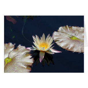 Water Lily