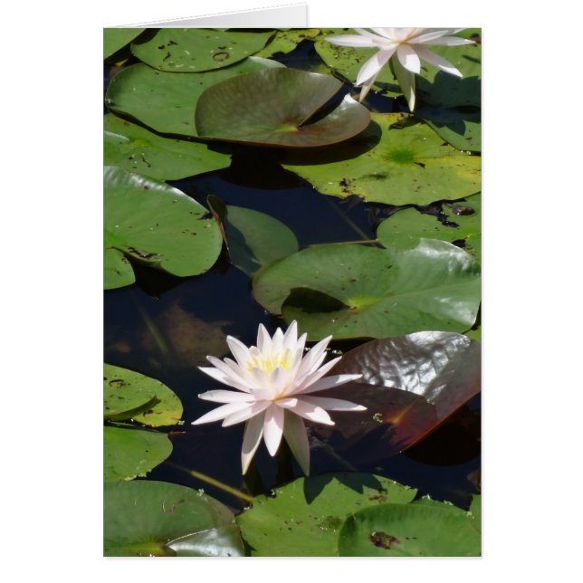 Water Lily (Front)