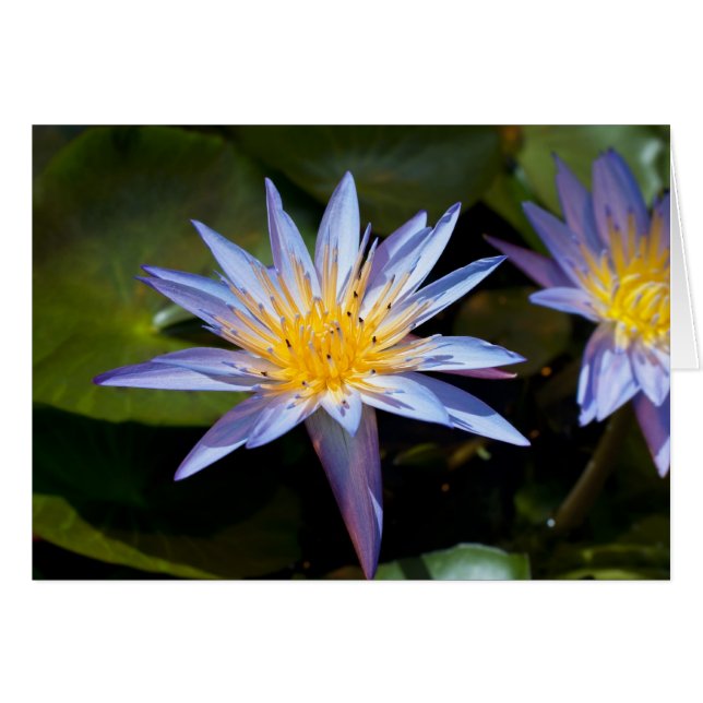 Water Lily (Front Horizontal)
