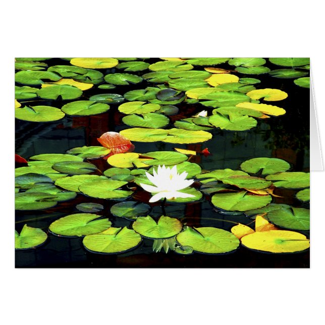 Water Lily (Front Horizontal)