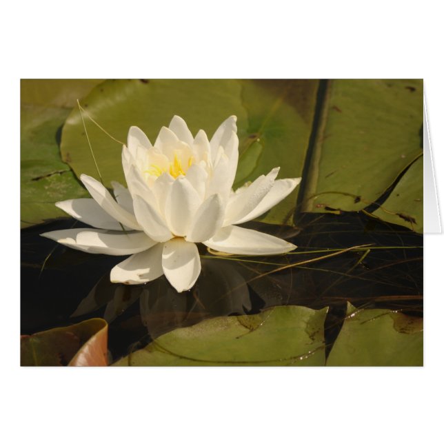 Water Lily (Front Horizontal)