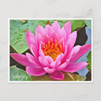 Water Lily ポストカード Postcard