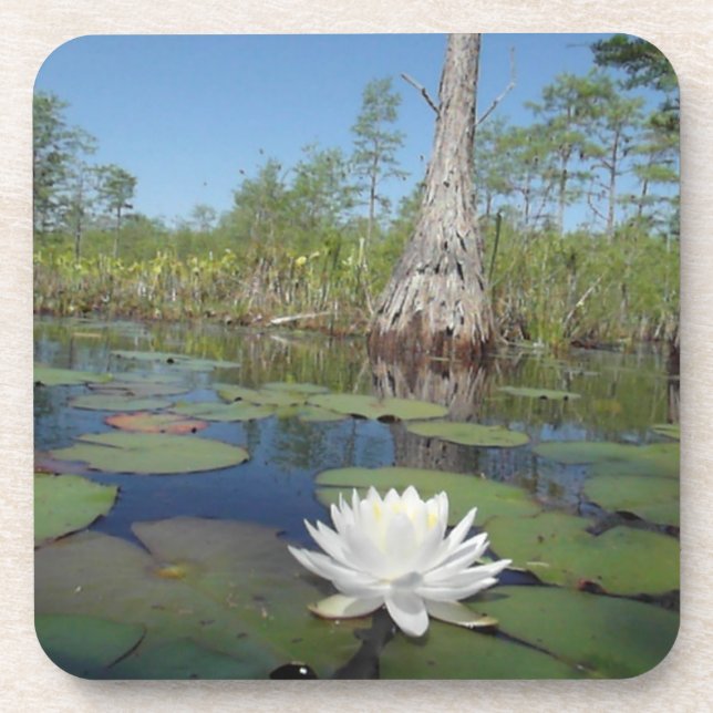 Water Lily 2 Coaster (Front)
